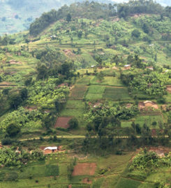 Wildlife tours – Rwanda