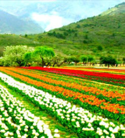 Trident Net Holidays